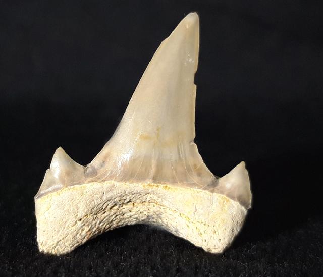 Cretalamna borealis (PRIEM 1897) - Bild &copy; FossNet FossilienStore